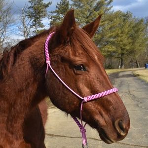 Horse Halter